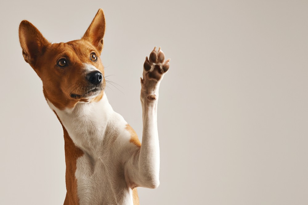 petiscos caseiros para cães