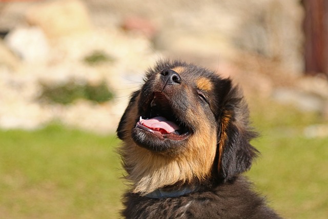 Cachorro não para de latir? Saiba o que fazer!