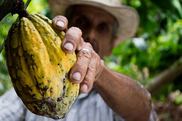 manteiga de cacau