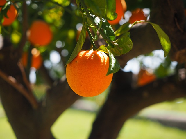 laranja champanhe