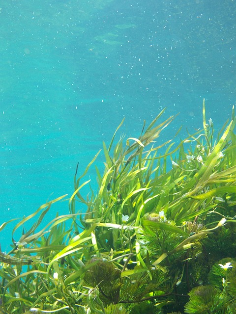 Benefícios da Spirulina: saiba quais são