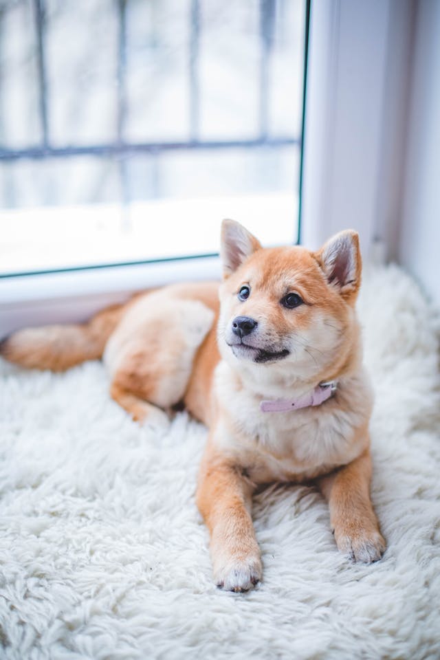 Adestramento de Cães Online